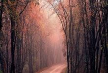 《天涯社区旅游奇遇记：当本地人带你漫游秘境》